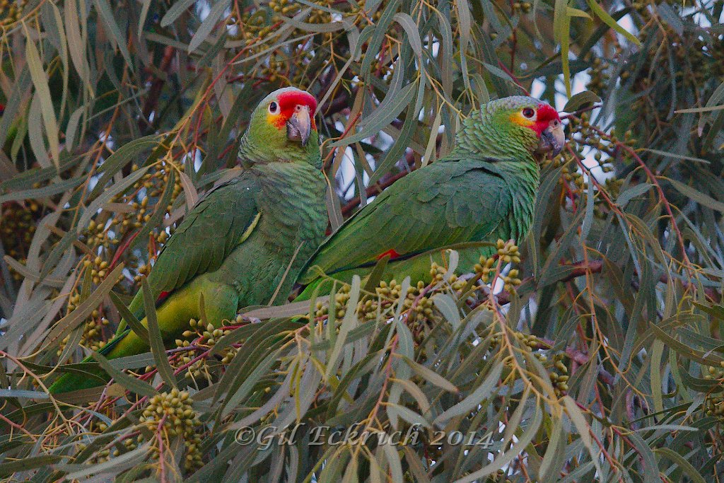 Red-lored Parrot 2014-01-25_15.jpg